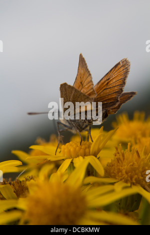 Landung Stockfoto
