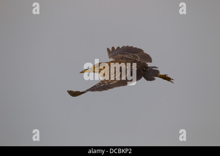 Schwarz-gekrönter Nachtreiher Nycticorax Nycticorax, Jugendkriminalität, während des Fluges, See Csaj, Ungarn im Juni. Stockfoto