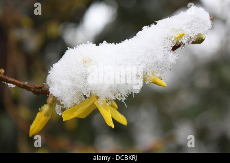 Forsythien Blume im Schnee Stockfoto