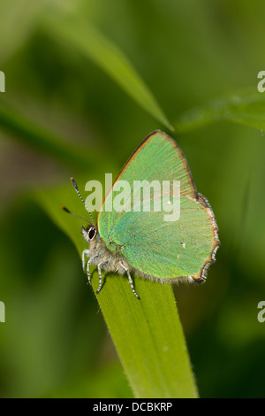 Grüner Zipfelfalter Callophrys Rubi, Imago, sonnen sich auf Vegetation, gemeinsame Walton, Bristol, UK im Mai. Stockfoto