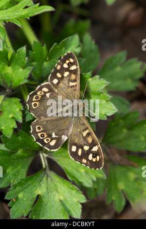 Gesprenkelte Holz Pararge Aegeria, Erwachsene, sonnen sich auf Vegetation, Pille Paddock, Bristol, UK im Mai. Stockfoto