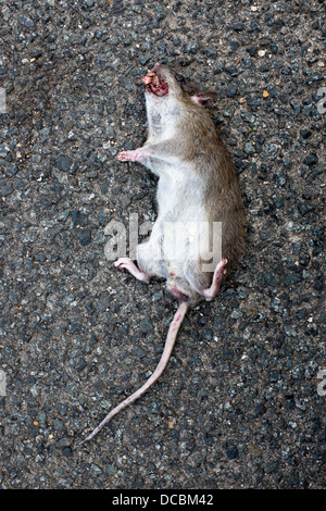 Ratte Roadkill Stockfoto