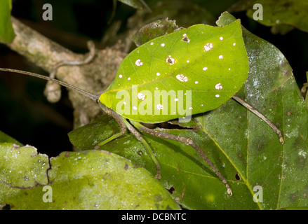Grünes Blatt mimischen Grashuepfer im Regenwald Unterwuchs, Ecuador Stockfoto