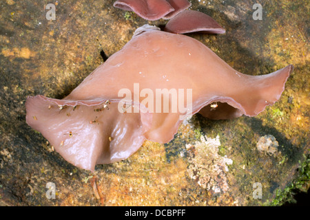 Gelee Ohr Pilz (Auricularia Auricula-Judae) wächst auf einem faulenden Baumstamm von Fruchtfliegen (Drosophila) besucht. Stockfoto