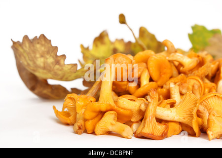 Eierschwämmen cibarius Stockfoto