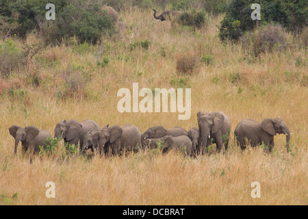 Kleine Herde von afrikanischen Elefanten (Loxodonta Africana) Stockfoto