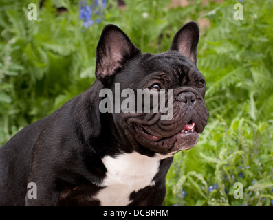 Französische Bulldogge-Kopfschuss Stockfoto