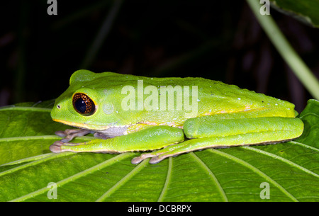 Tarsier Affen Frosch (Phyllomedusa Tarsius) im tropischen Regenwald, Ecuador Stockfoto