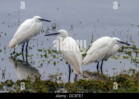 3 Seidenreiher (Egretta Garzetta) Stockfoto