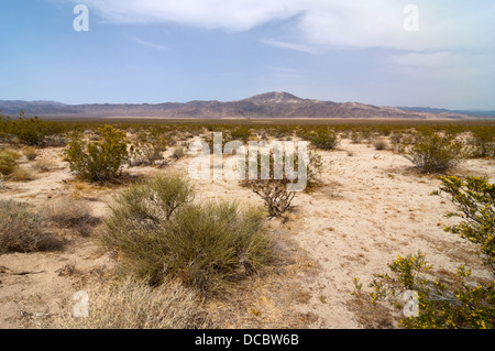 Ein Patch von Kreosot Büsche in Colorado-Wüste. Stockfoto