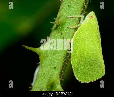 Makroaufnahme eines Insekts Leafhopper thront auf einem Stiel Grünpflanze. Stockfoto