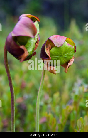 Zwei Blumen eine Schlauchpflanze (Sarracenia Purpurea), Isle Royale National Park, Michigan, Vereinigte Staaten von Amerika Stockfoto