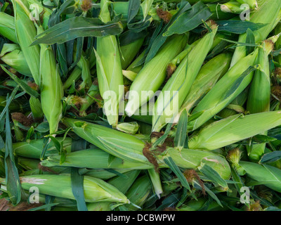 Ohren der Zuckermais in Schalen am Bauernmarkt in Hamburg New York Stockfoto