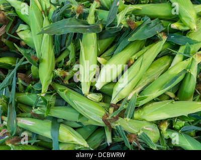 Ohren der Zuckermais in Schalen am Bauernmarkt in Hamburg New York Stockfoto