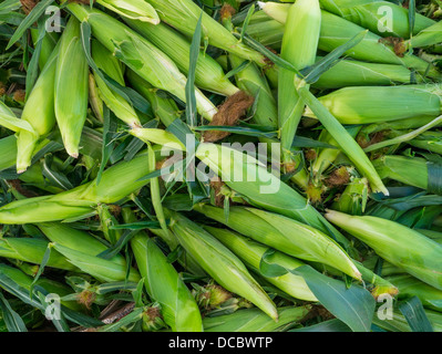 Ohren der Zuckermais in Schalen am Bauernmarkt in Hamburg New York Stockfoto