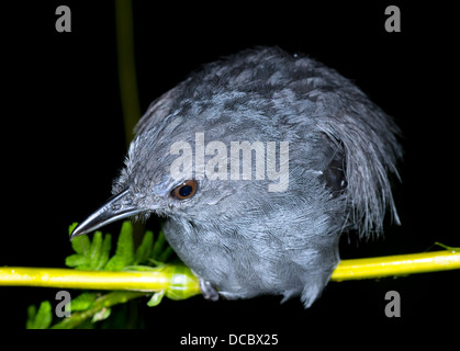 Unbekannter Vogel Schlafplatz in der Nacht in den Regenwald Unterwuchs, Ecuador Stockfoto