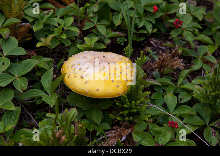 Gelber Fliegenpilz (Amanita Muscaria) Pilz, Isle Royale National Park, Michigan, Vereinigte Staaten von Amerika Stockfoto