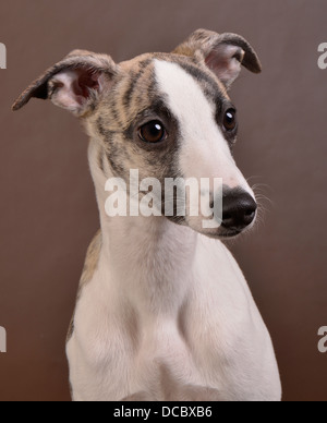 Hund, Haustier, niedlich, Studio, Tier, weiß, jung, häuslich, Porträt, glücklich, isoliert, Kaninchen, liebenswert, Hintergrund, Welpe, lustig, schön, säugetier, bree Stockfoto