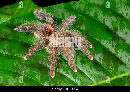 Eine große und haarige Tarantel auf einem grünen Blatt im Regenwald von ecuador Stockfoto