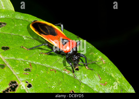 Einen bunten Assassin-Bug (Familie Reduviidae) in den Regenwald, ecuador Stockfoto