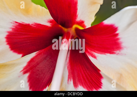 Nahaufnahme rot weiß Hibiskus Blume zeigt Blume Teil Stil, Blütenblätter, Pflanze, Natur, bunt, Stockfoto