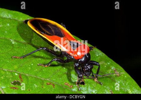 Einen bunten Assassin-Bug (Familie Reduviidae) in den Regenwald, ecuador Stockfoto