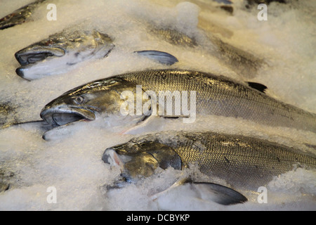 Lachs auf dem Eis zu verkaufen am Fischmarkt. Stockfoto