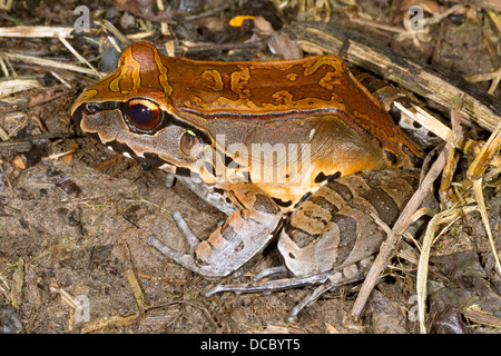 Rauchigen Dschungel Frosch (Leptodactylus Pentadactylus) im ecuadorianischen Amazonasgebiet Stockfoto