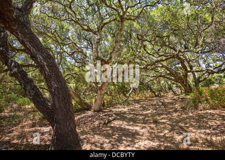 Die magische und geheimnisvolle Bäume Los Osos Eichen staatlichen Naturschutzgebiet. Stockfoto