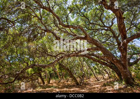 Die magische und geheimnisvolle Bäume Los Osos Eichen staatlichen Naturschutzgebiet. Stockfoto