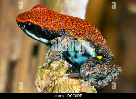 Ecuadorianische Poison Frog (Ameerega Bilinguis), Ecuador Stockfoto