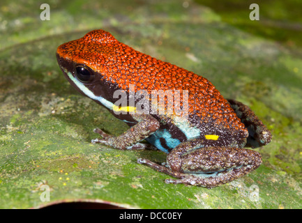 Ecuadorianische Poison Frog (Ameerega Bilinguis), Ecuador Stockfoto