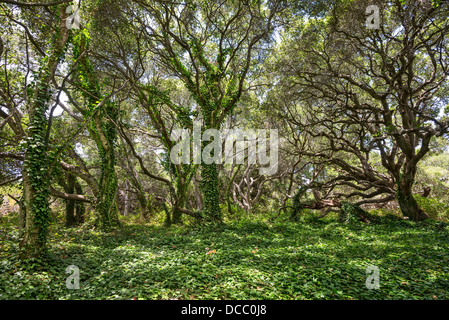 Die magische und geheimnisvolle Bäume Los Osos Eichen staatlichen Naturschutzgebiet. Stockfoto