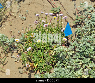 Seaside Gänseblümchen, Erigeron Glaucus, Lands End, San Francisco Kalifornien Stockfoto