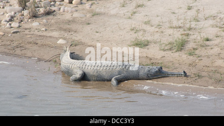 Gangesgavial (Gavialis Gangeticus) Krokodil in der Sonne an einem Flussufer, Bardia Nationalpark, Nepal Stockfoto