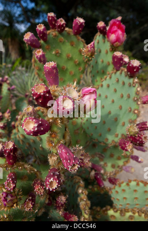 Blühende Kakteen, Arizona-Kaktus-Garten, Stanford, California, Vereinigte Staaten von Amerika Stockfoto