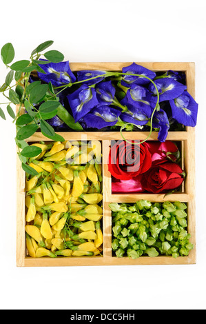 Asiatische Pigeonwings Blume, Sesbania, Schlüsselblume Creeper und Rose Blume Stockfoto