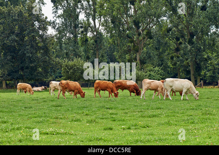 Kühe grasen auf einer grünen Sommerwiese Stockfoto