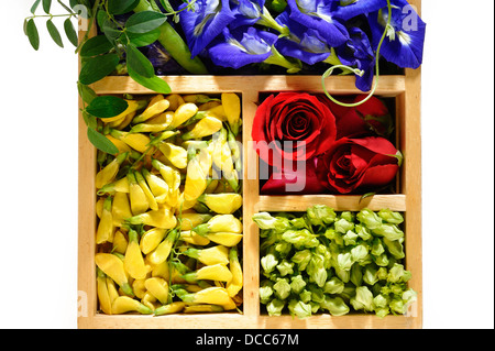 Asiatische Pigeonwings Blume, Sesbania, Schlüsselblume Creeper und Rose Blume Stockfoto