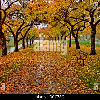 Gehweg, gesäumt von Bäumen, bedeckt mit einem Teppich von Herbst Blätter, an einem regnerischen Nachmittag. Burnaby Mountain Park in Greater Vancouver Stockfoto