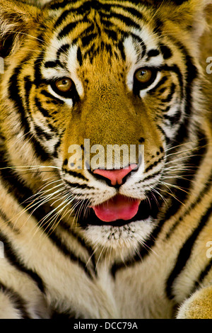 Bengal Tiger schaut in die Kamera, Foto im Zoo, (Centenario) Merida, Yucatan Mexiko Stockfoto