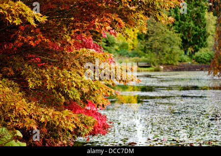 VanDusen Botanical Gardens in Vancouver im Herbst. Bunte Herbstblätter im VanDusen-Garten. Stockfoto