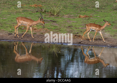 Männliche & weibliche Impala (Aepyceros Melampus) von Wasserloch Stockfoto