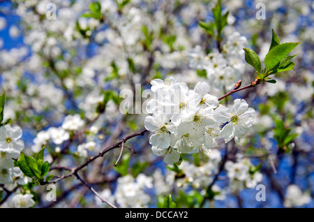 Frühling Kirschbaum Blütenpracht am Himmelshintergrund Stockfoto