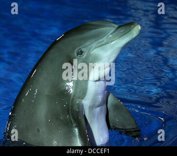 Delphin The Mirage feiert Meister Illusionist Roy Horn Geburtstag an Siegfried und Roy es Secret Garden und Dolphin Habitat im The Mirage Resort &amp; Casino Las Vegas, Nevada - 02.10.11 statt Stockfoto