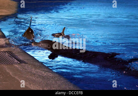 Delphin The Mirage feiert Meister Illusionist Roy Horn Geburtstag an Siegfried und Roy es Secret Garden und Dolphin Habitat im The Mirage Resort &amp; Casino Las Vegas, Nevada - 02.10.11 statt Stockfoto