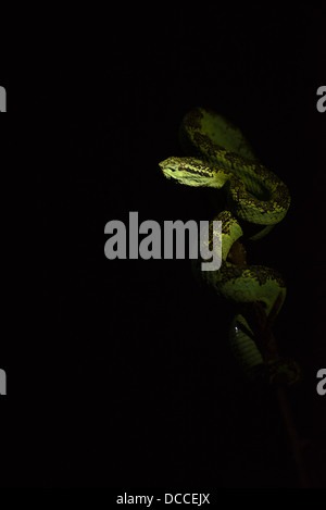 Ein Spot beleuchtet grün Morph Malabar Grubenotter (möglicherweise ein Weibchen) in der Western Ghats Coorg, Indien. Stockfoto