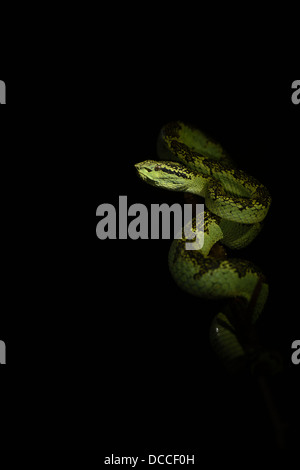 Ein Spot beleuchtet grün Morph Malabar Grubenotter (möglicherweise ein Weibchen) in der Western Ghats Coorg, Indien. Stockfoto