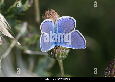 Detaillierte Makro Bild des männlichen gemeinsame blau (Polyommatus Icarus) Schmetterling Stockfoto