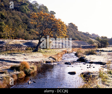 Bach durch Wensleydale, Woodhall, Yorkshire Dales, North Yorkshire, England, UK, Großbritannien, Westeuropa. Stockfoto